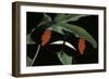 Heliconius Melpomene (Postman Butterfly)-Paul Starosta-Framed Photographic Print