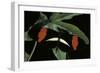 Heliconius Melpomene (Postman Butterfly)-Paul Starosta-Framed Photographic Print