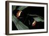 Heliconius Melpomene (Postman Butterfly)-Paul Starosta-Framed Photographic Print