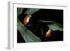 Heliconius Melpomene (Postman Butterfly)-Paul Starosta-Framed Photographic Print