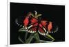 Heliconius Melpomene (Postman Butterfly)-Paul Starosta-Framed Photographic Print