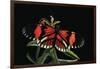 Heliconius Melpomene (Postman Butterfly)-Paul Starosta-Framed Photographic Print