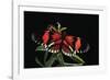 Heliconius Melpomene (Postman Butterfly)-Paul Starosta-Framed Photographic Print