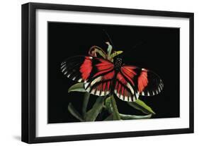 Heliconius Melpomene (Postman Butterfly)-Paul Starosta-Framed Photographic Print