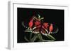 Heliconius Melpomene (Postman Butterfly)-Paul Starosta-Framed Photographic Print