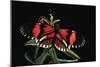 Heliconius Melpomene (Postman Butterfly)-Paul Starosta-Mounted Photographic Print