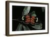 Heliconius Melpomene (Postman Butterfly)-Paul Starosta-Framed Photographic Print