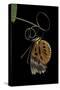 Heliconius Numata (Numata Longwing) - Old Specimen on Passion Flower Tendril-Paul Starosta-Stretched Canvas