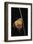 Helicopis Cupido (Cupido Metalmark Butterfly) - Female-Paul Starosta-Framed Photographic Print