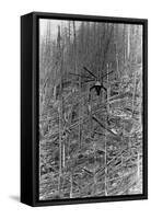 Helicopter Removing Fallen Trees-null-Framed Stretched Canvas