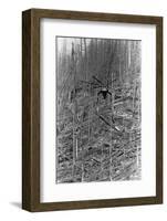 Helicopter Removing Fallen Trees-null-Framed Photographic Print