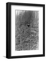 Helicopter Removing Fallen Trees-null-Framed Photographic Print