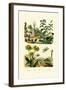 Heliotrope, 1833-39-null-Framed Giclee Print