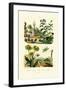 Heliotrope, 1833-39-null-Framed Giclee Print