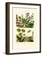 Heliotrope, 1833-39-null-Framed Giclee Print