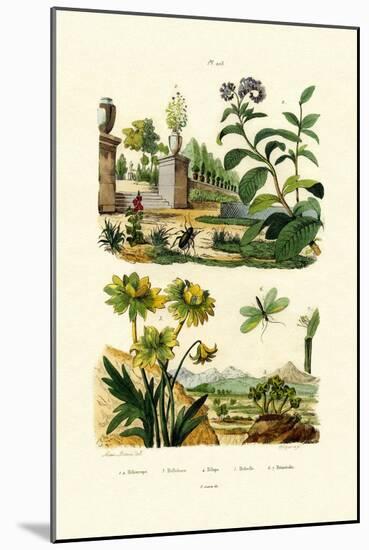 Heliotrope, 1833-39-null-Mounted Giclee Print