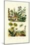 Heliotrope, 1833-39-null-Mounted Giclee Print