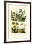 Heliotrope, 1833-39-null-Framed Giclee Print