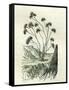 Heliotrope Aphylle 1869 Peru-null-Framed Stretched Canvas