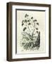 Heliotrope Aphylle 1869 Peru-null-Framed Giclee Print