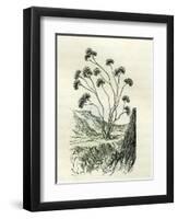 Heliotrope Aphylle 1869 Peru-null-Framed Giclee Print