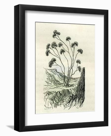 Heliotrope Aphylle 1869 Peru-null-Framed Giclee Print