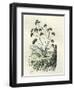 Heliotrope Aphylle 1869 Peru-null-Framed Giclee Print