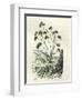 Heliotrope Aphylle 1869 Peru-null-Framed Giclee Print