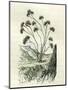 Heliotrope Aphylle 1869 Peru-null-Mounted Giclee Print