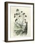 Heliotrope Aphylle 1869 Peru-null-Framed Giclee Print