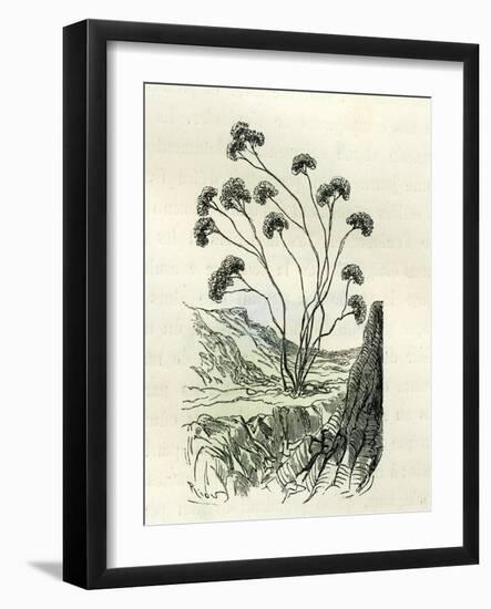 Heliotrope Aphylle 1869 Peru-null-Framed Giclee Print