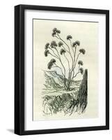 Heliotrope Aphylle 1869 Peru-null-Framed Giclee Print