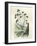 Heliotrope Aphylle 1869 Peru-null-Framed Giclee Print