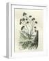 Heliotrope Aphylle 1869 Peru-null-Framed Giclee Print