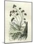 Heliotrope Aphylle 1869 Peru-null-Mounted Giclee Print
