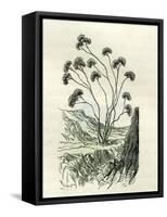 Heliotrope Aphylle 1869 Peru-null-Framed Stretched Canvas