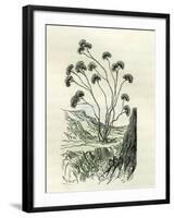 Heliotrope Aphylle 1869 Peru-null-Framed Giclee Print