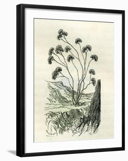 Heliotrope Aphylle 1869 Peru-null-Framed Giclee Print