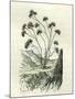Heliotrope Aphylle 1869 Peru-null-Mounted Giclee Print