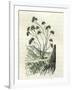 Heliotrope Aphylle 1869 Peru-null-Framed Giclee Print