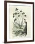 Heliotrope Aphylle 1869 Peru-null-Framed Giclee Print