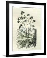 Heliotrope Aphylle 1869 Peru-null-Framed Giclee Print