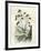 Heliotrope Aphylle 1869 Peru-null-Framed Giclee Print