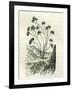 Heliotrope Aphylle 1869 Peru-null-Framed Giclee Print