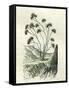 Heliotrope Aphylle 1869 Peru-null-Framed Stretched Canvas