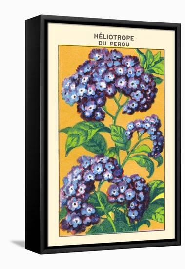 Heliotrope Du Perou-null-Framed Stretched Canvas