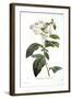 Heliotrope-Pierre-Joseph Redouté-Framed Giclee Print