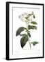 Heliotrope-Pierre-Joseph Redouté-Framed Giclee Print