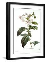 Heliotrope-Pierre-Joseph Redouté-Framed Giclee Print