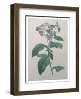 Heliotrope-Pierre-Joseph Redoute-Framed Art Print